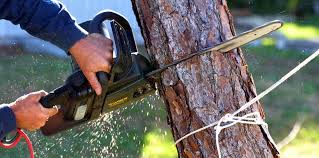 Best Commercial Tree Services  in Palm Valley, TX