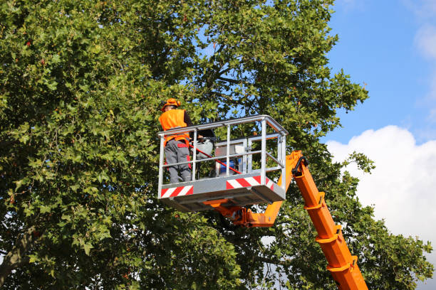 Best Tree Disease Treatment  in Palm Valley, TX