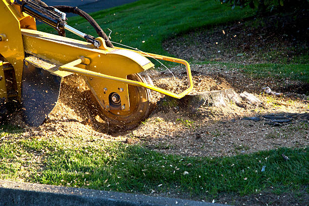 Best Tree Trimming and Pruning  in Palm Valley, TX