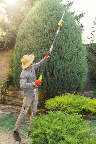  Palm Valley, TX Tree Removal Pros