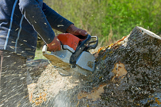 Best Root Management and Removal  in Palm Valley, TX