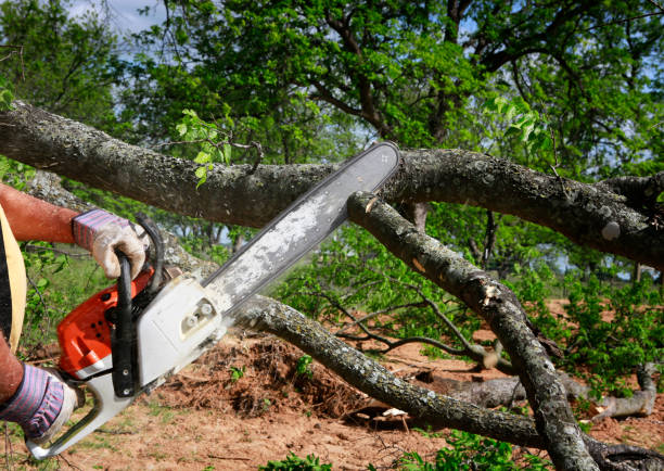 Best Lawn Grading and Leveling  in Palm Valley, TX